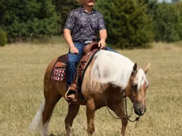 حصان, Quarter Horse — الصورة 7