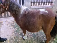 Faras dhaddig, Miniature horse — sawirka 5