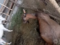 公山羊, Goats — 照片 4
