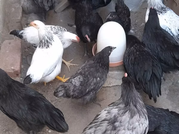 Australian Pit Game fowl