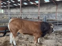 Toro, Partenaise cattle — foto 4