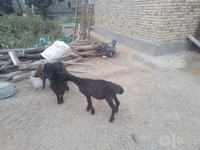 绵羊（批次，未指定性别）, Sheep — 照片 4