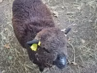 母羊, Southdown sheep — 照片 3