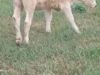 गाय, Charolais cattle — फ़ोटो 1