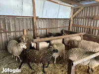 Widder, Merino sheep — Foto 6