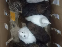 Quails — 照片 2