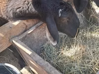 भेड़, भेड़ — फ़ोटो 8
