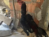 Chickens — फ़ोटो 1