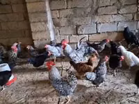 Chickens — الصورة 7