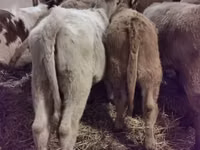 Cattle (batch, sex not specified), Hereford — photo 4