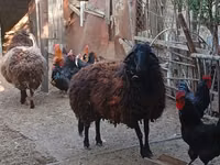Oveja, Karabakh sheep — foto 2