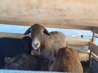母羊, Arabi sheep — 照片 1