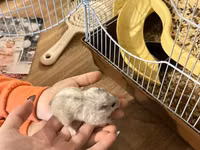 3 eded hamster qefes ve apilkasi ile birlikde verirem 2 eded bala — picha 1