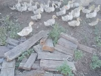 Deutscher Pekin — Foto 1