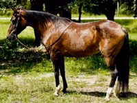 فرس, Morgan — الصورة 1