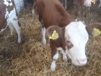 Ng'ombe (kikundi, jinsia haijatajwa), Simmental cattle — picha 7