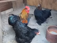 Chickens — 照片 2