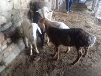 كبش, Rhon sheep — الصورة 4