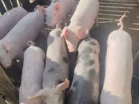 Doofaarro (xirmo, jins lama sheegin), Pigs — sawirka 1