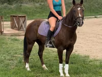Yegua, Quarter Horse — foto 4