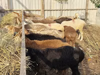 Sheep, Sheep — photo 5
