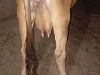 بقرة, Ukrainian Brown Dairy Cattle — الصورة 2
