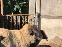 भेड़ें (लॉट, लिंग निर्दिष्ट नहीं), Cameroon sheep — फ़ोटो 2