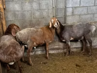 Oveja, Katum sheep — foto 3
