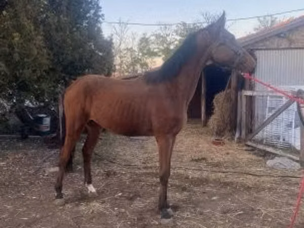 Horse (M), Kisber felver