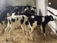 Bull, Russian Black pied cattle — photo 2