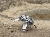 رويال بالم — الصورة 4