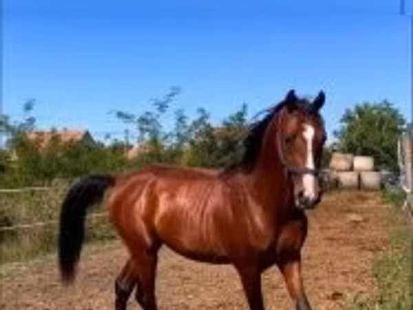 Конь, Шагия араб