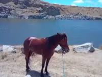 Caballo, Caballos — foto 2