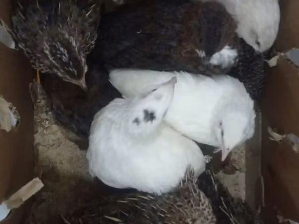 Quails