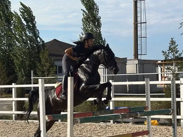 母马, Friesian sport horse