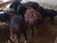 公羊, Jaidara sheep — 照片 2