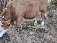 Ng'ombe dume, Simmental cattle — picha 1