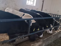 公牛, Cattle — 照片 1