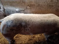 Boar, Pigs — photo 3