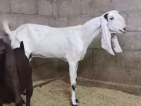 बकरी, Kamori goats — फ़ोटो 1