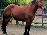 Mare, Horses — photo 4