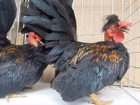 Chickens — photo 5