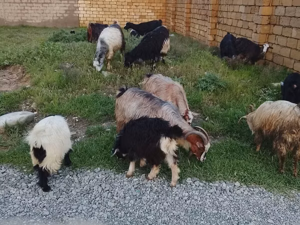 كبش, Daglıс sheep