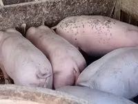Sow, Pigs — photo 4
