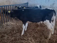 公牛, Cattle — 照片 6
