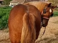 Horse (M), Horses — photo 3