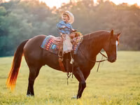 Horse (M), Quarter Horse — photo 7