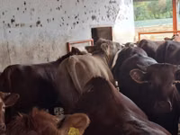 公牛, Simmental cattle — 照片 6