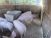 Sow, Pigs — photo 2