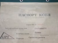 Mare, Orlov Trotter — photo 4